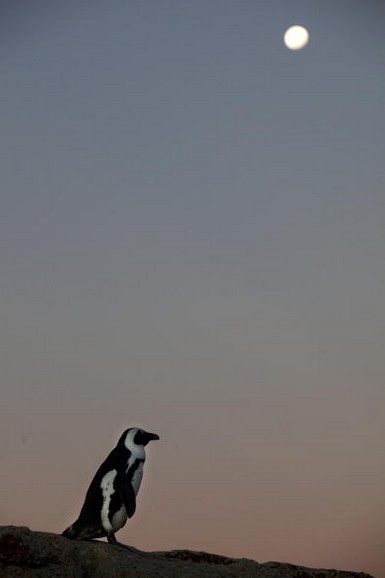 Пингвины в Южной Африке. Фото: Paula Bronstein/Getty Images